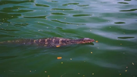 Swimming komodowaran Video stock 122390561