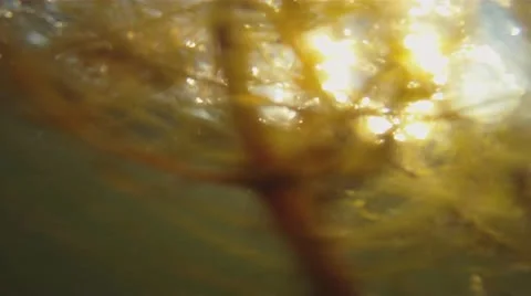 Swimming in the lake Video stock 10717508