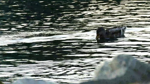 Swimming On A Lake Stock Footage 123947491
