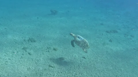Swimming with a Large Red Sea Turtle  Stockbeeldmateriaal 302612745
