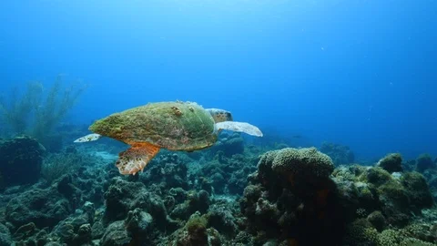 Swimming Loggerhead Sea Turtle in coral reef Stock Footage
