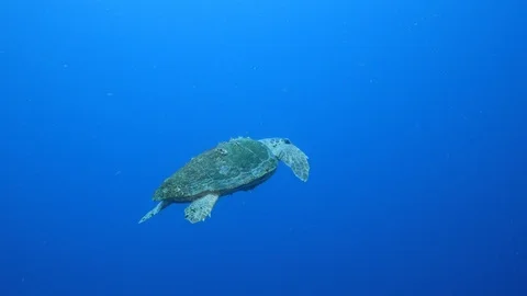 swimming Loggerhead Sea Turtle in coral ... | Stock Video | Pond5