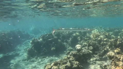Swimming with lone crocodile needlefish while scuba diving in the Red Sea  Stock Footage 250681496