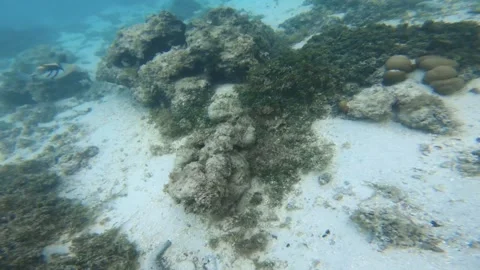 Swimming look to Picasso triggerfishes in white sandy bottom sea bed lagoon with Stock Footage 252178019