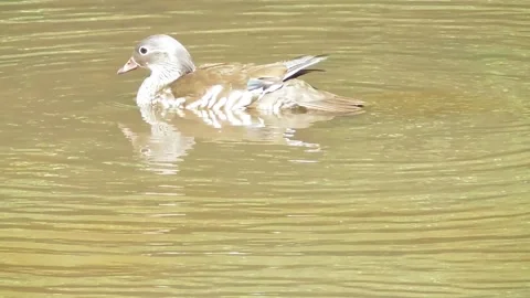 Swimming mandarin duck Stock Footage 335390026