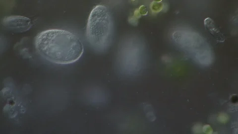 Swimming microorganisms Vidéo 106540015