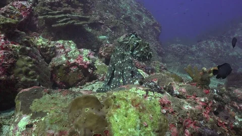 Swimming octopus Stock Footage 84726607