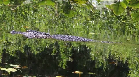 Swimming Okefenokee Alligator Vidéo 10902155
