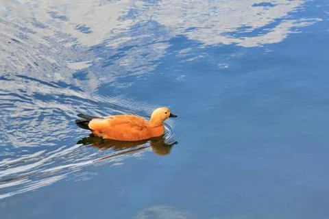 Swimming orange duck, pattern maker Stock Photos