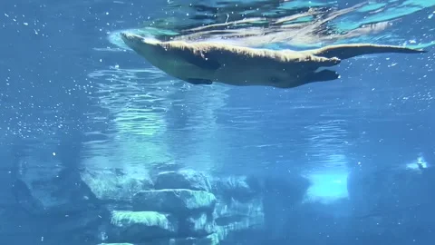 Swimming Otter at Different Directions Video stock 247580224