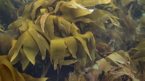 Swimming over kelp Stock Footage 136542671