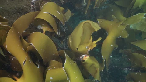 Swimming over kelp Stock Footage 136544550