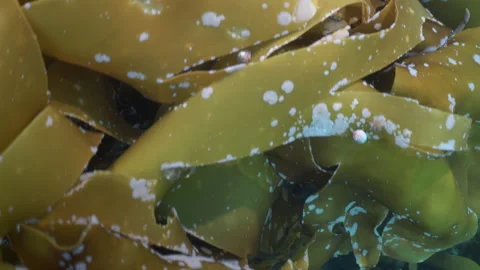 Swimming over kelp Stock Footage 136544730