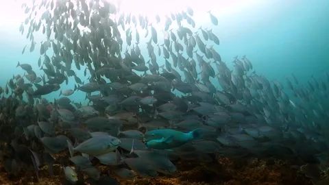 Swimming over a reef through a huge school of surgeonfish Stock Footage 130242286