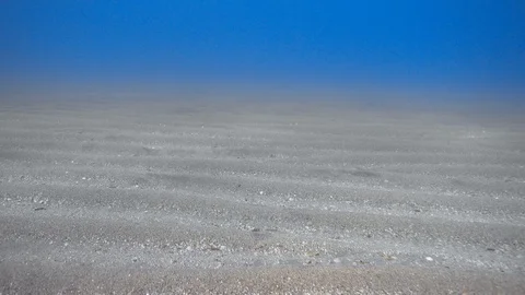 Swimming over rippled sandy seabed Video stock 87910963