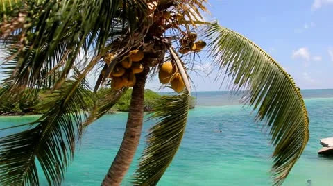 Swimming in Paradise 스톡 동영상 12016490