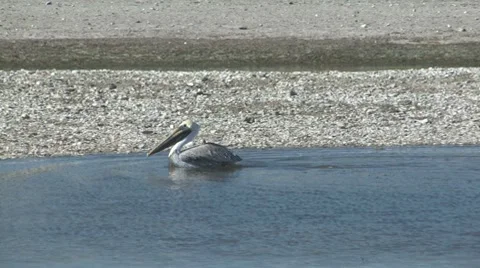 Swimming pelican 스톡 동영상 7747814