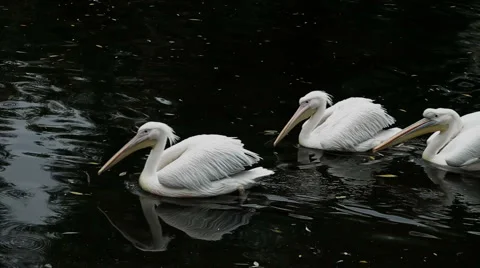 Swimming  pelicans Stock-Footage 879086