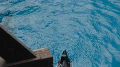 Swimming penguins Stock Footage 181229583