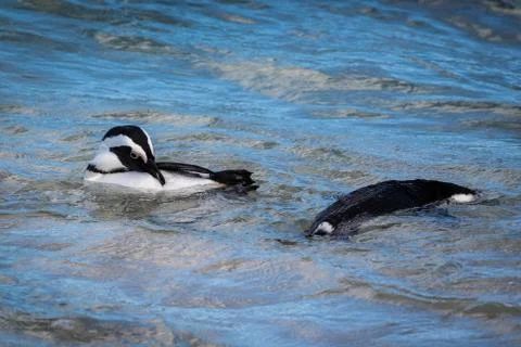 Swimming Penguins Stock Photos