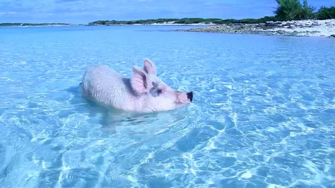 Swimming Pigs of Exuma 스톡 동영상 100571024