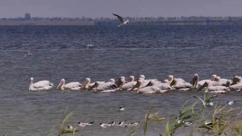 Swimming pink pelicans Stock Footage 344633509