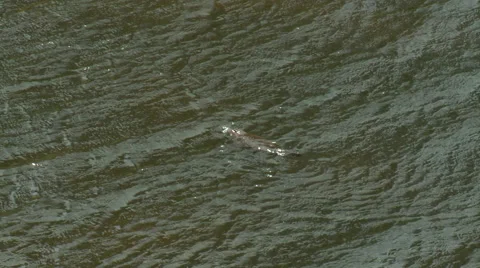 Swimming platypus Stock Footage 50822453