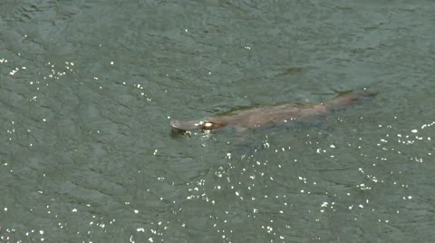 Swimming platypus Stock Footage 50826753