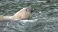 Swimming Polar Bear very close up HD Footage