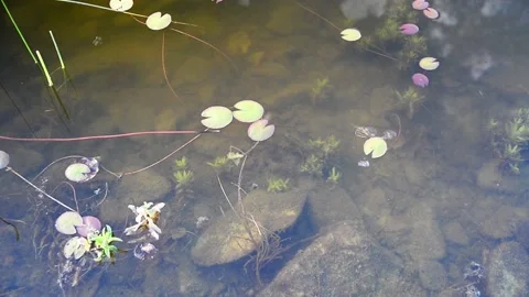 Swimming pond Video stock 139025769