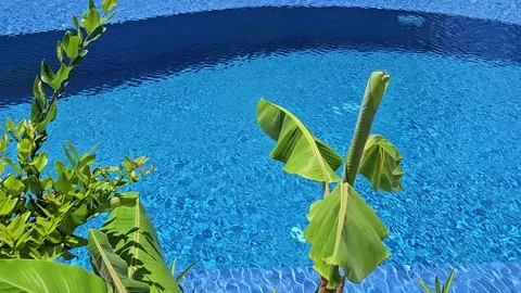 Swimming pool and green trees on summer day Stock Footage 312473370