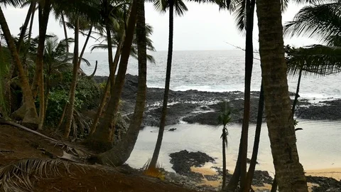 "Swimming pool" beach behind  palms trees Stock Footage 88131918