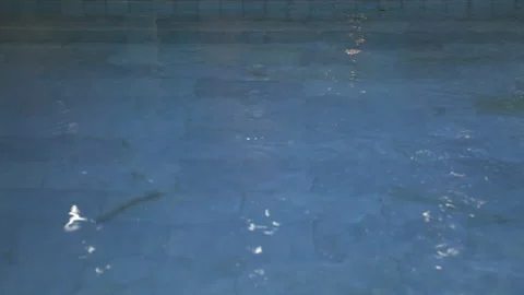 Swimming Pool, Column, Indoors, Day, Medium Shot, Tilt Up, 20 Seconds Or Stock Footage 94032842