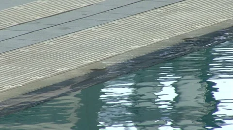 Swimming pool Stock Footage 5164483