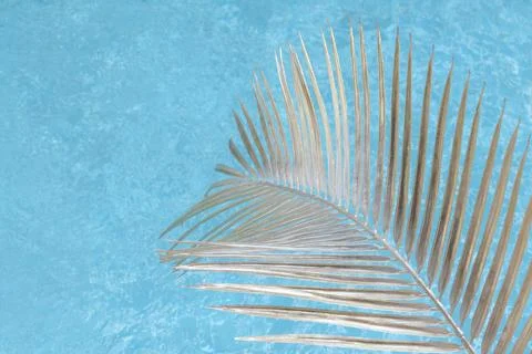 Swimming pool with palm leaf in sunlight Stock Photos