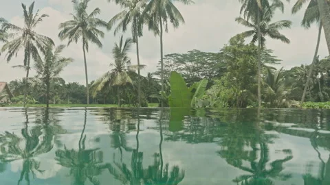 Swimming pool with palm trees Stock Footage 306779299
