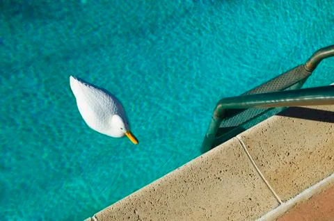Swimming Pool with Plastic Duck Stock Photos