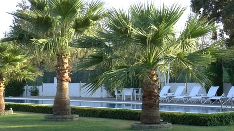 Swimming Pool Through Palm Trees Stock Footage 121450708