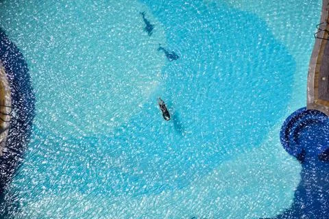 Swimming in the pool top view Stock Photos
