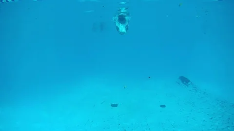 Swimming pool under water diving Stock Footage 115016700