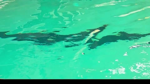 Swimming Pool Water Surface With Gentle Ripples and Light Reflections Stock Footage 337074402