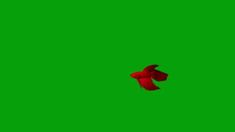 Swimming red betta fish motion graphics with green screen background Stock Footage 124698712