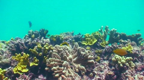 Swimming reef fish Stock Footage 332250
