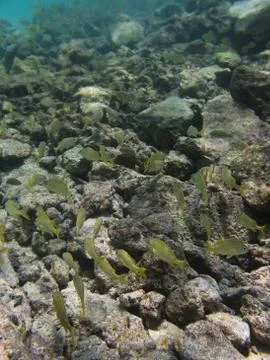 Swimming in the reef Foto stock