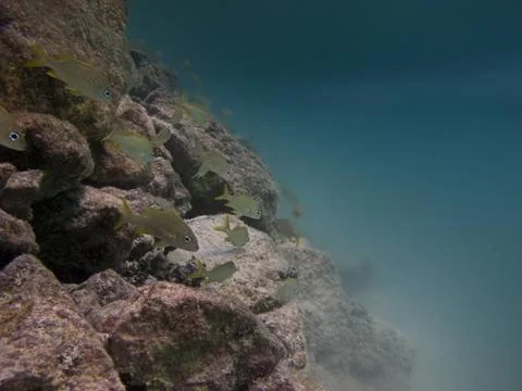 Swimming in the reef Stock-Fotos