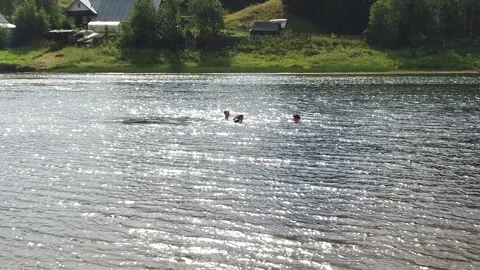 Swimming in the river in summer Stock Footage 157045577
