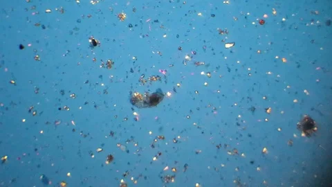 Swimming of a rotifer at microscope under polarized light Stock Footage 87889093