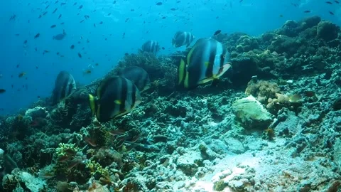 Swimming into a school of batfish on the reef Stock Footage 130242148
