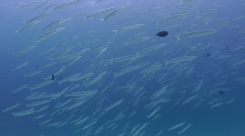 Swimming into a school of fish Video stock 10565200