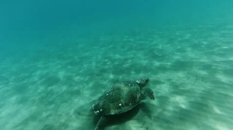 Swimming sea turtle Stock Footage 68446352